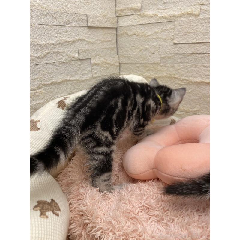 販売中の埼玉県のアメリカンショートヘア-132788の10枚目