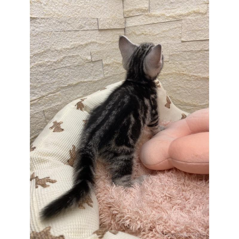 販売中の埼玉県のアメリカンショートヘア-132788の9枚目