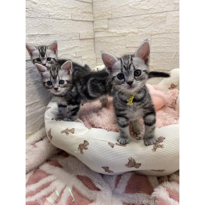 販売中の埼玉県のアメリカンショートヘア-132788の8枚目