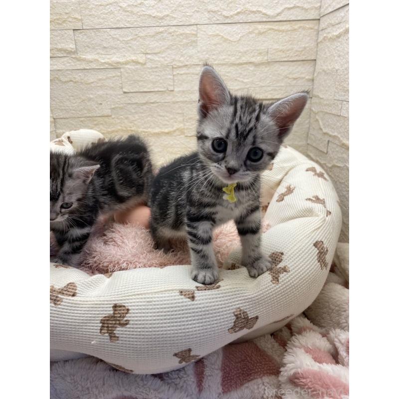 販売中の埼玉県のアメリカンショートヘア-132788の7枚目