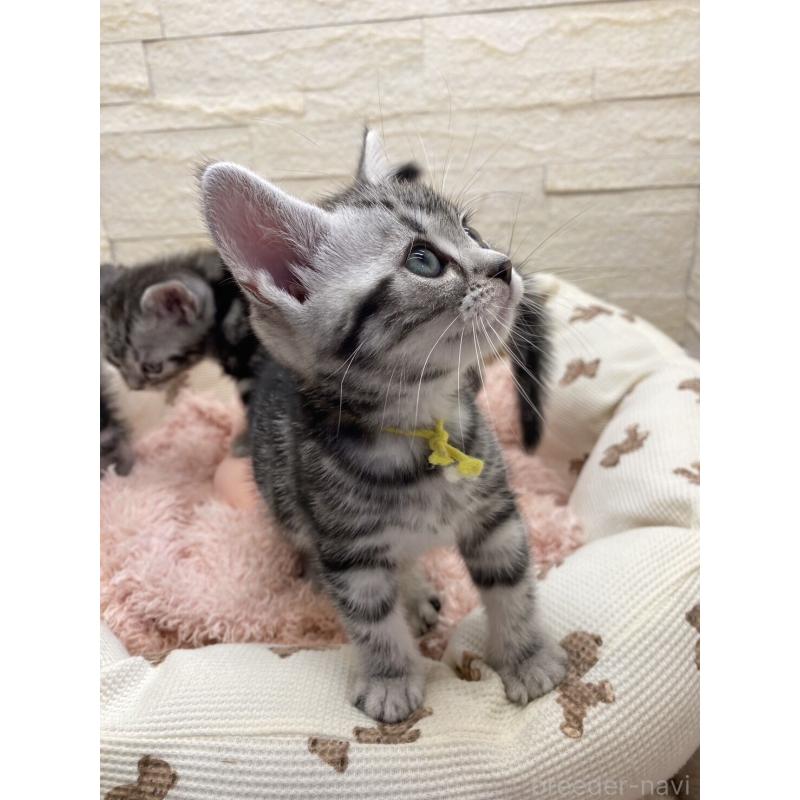 販売中の埼玉県のアメリカンショートヘア-132788の6枚目