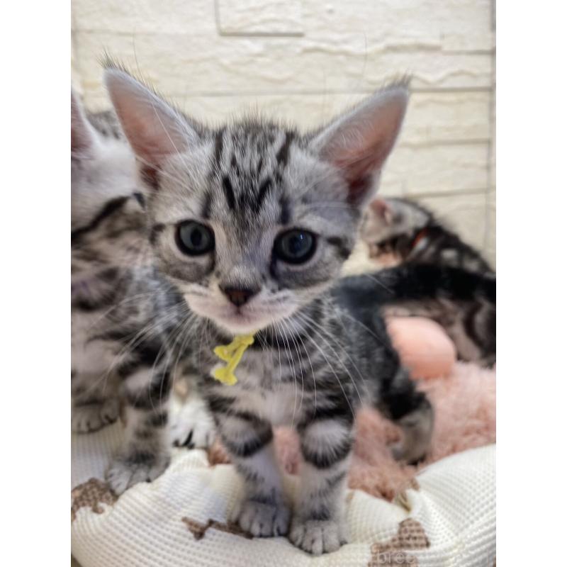 販売中の埼玉県のアメリカンショートヘア-132788の5枚目