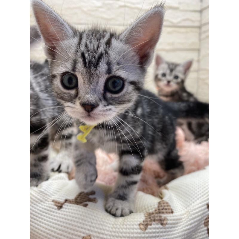 販売中の埼玉県のアメリカンショートヘア-132788の4枚目