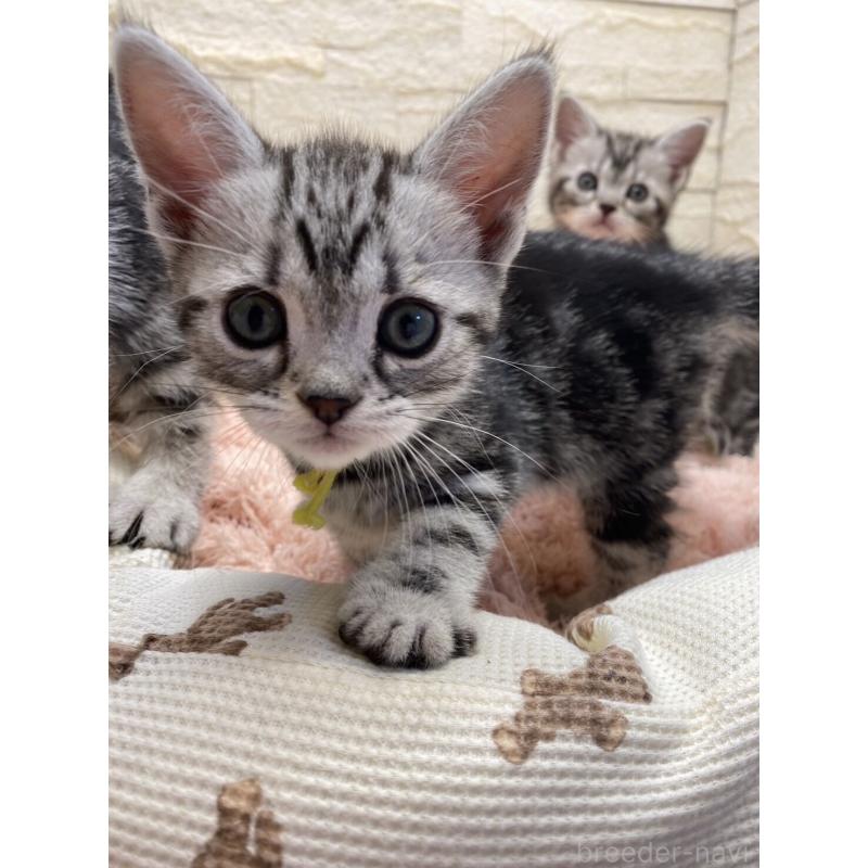 販売中の埼玉県のアメリカンショートヘア-132788の3枚目