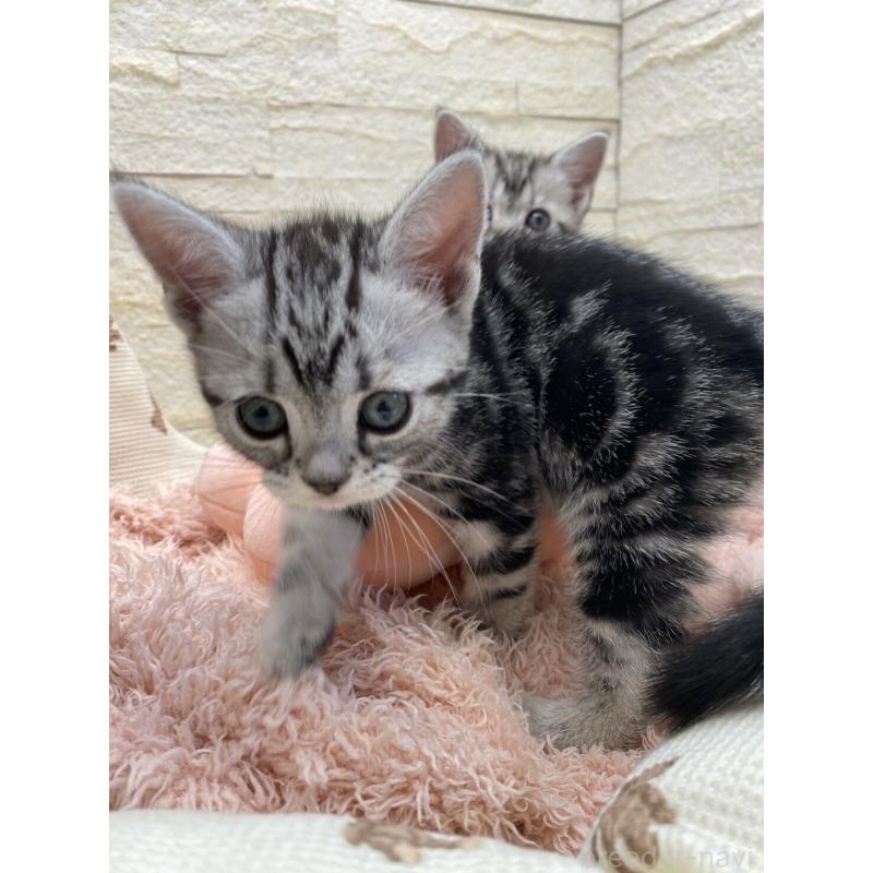 販売中の埼玉県のアメリカンショートヘア-132788の2枚目