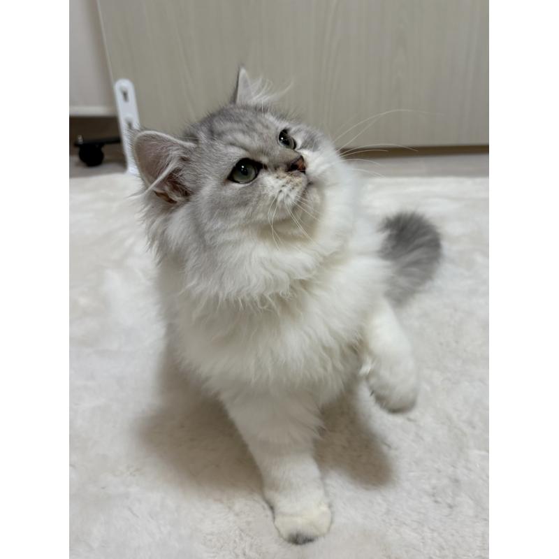 販売中の東京都のミヌエット-126327の5枚目