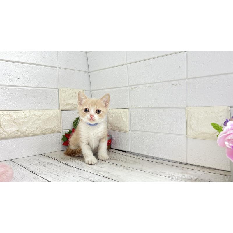 販売中の埼玉県のブリティッシュショートヘア-132786の1枚目