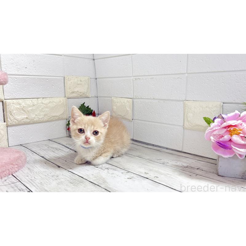 販売中の埼玉県のブリティッシュショートヘア-132786の12枚目