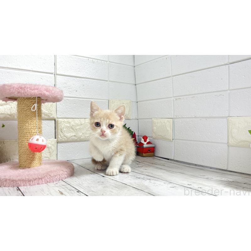 販売中の埼玉県のブリティッシュショートヘア-132786の11枚目