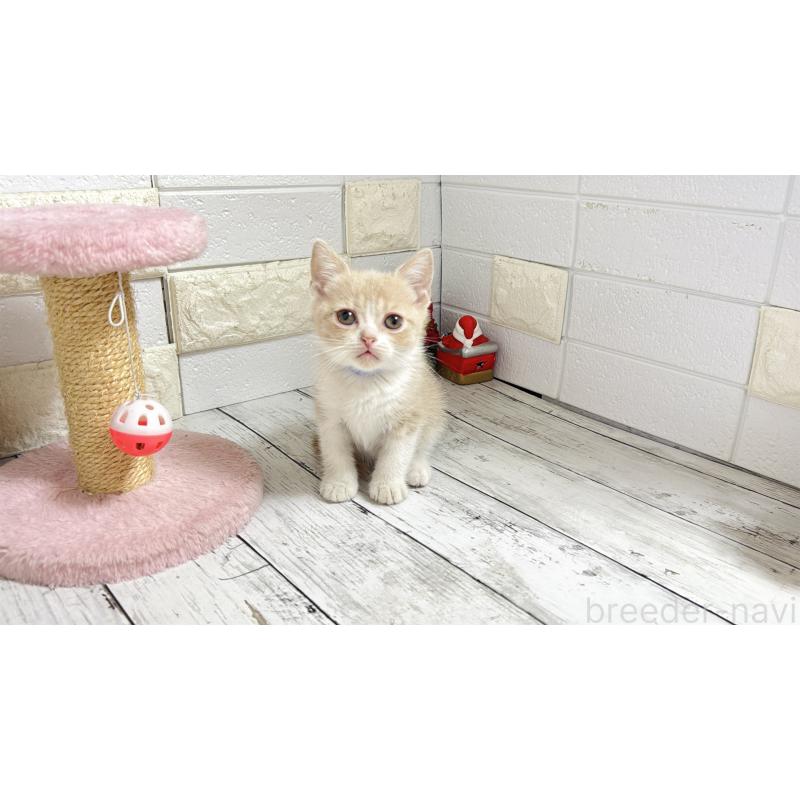 販売中の埼玉県のブリティッシュショートヘア-132786の8枚目