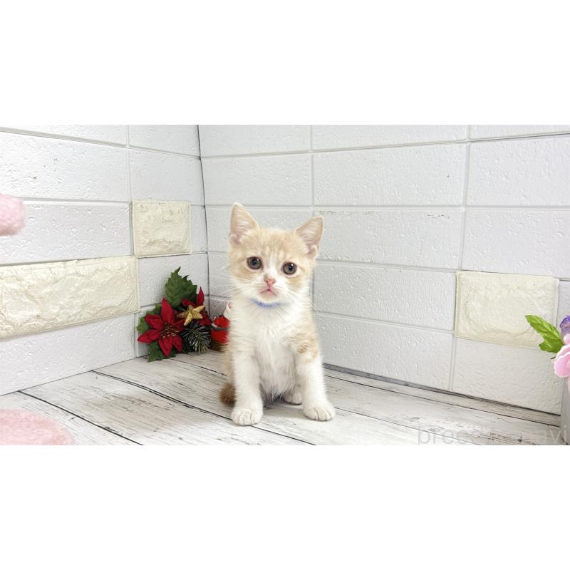 販売中の埼玉県のブリティッシュショートヘア-132786の6枚目