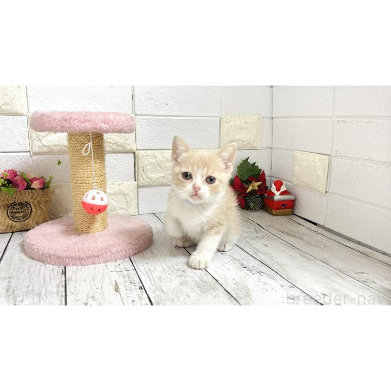 販売中の埼玉県のブリティッシュショートヘア-132786の5枚目