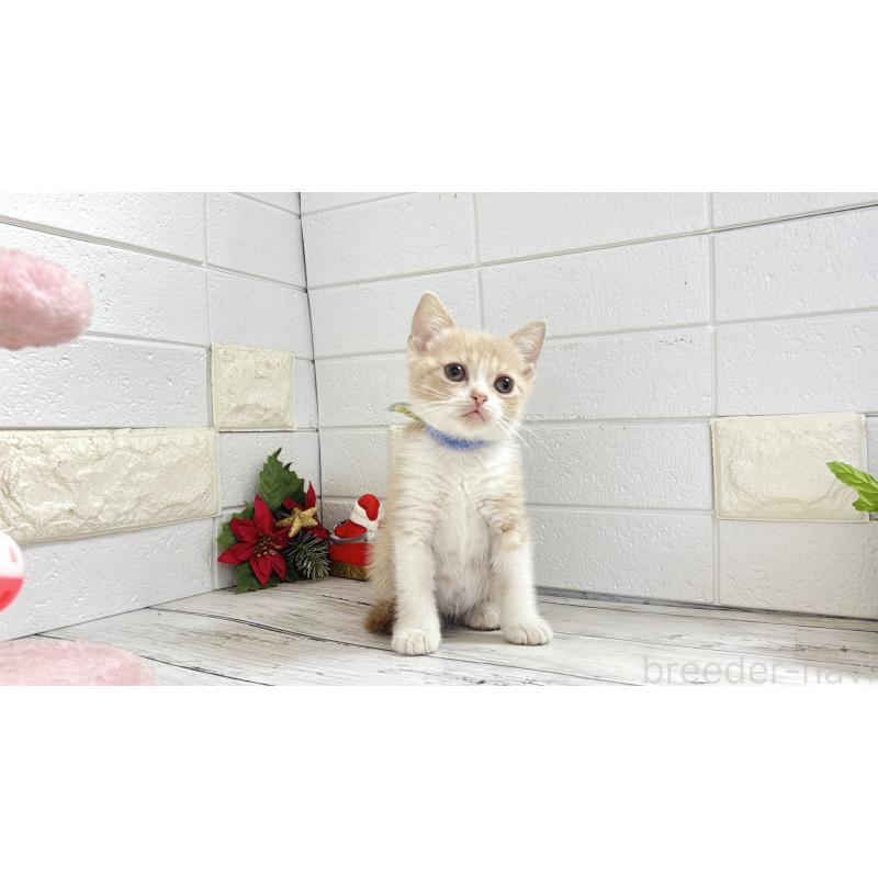 販売中の埼玉県のブリティッシュショートヘア-132786の2枚目