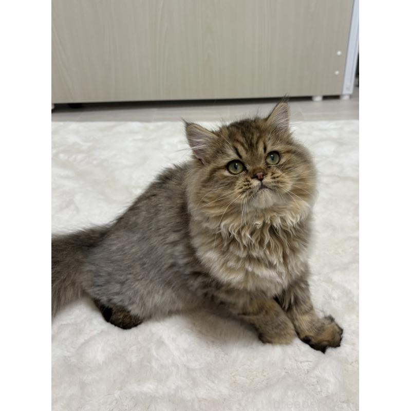 販売中の東京都のミヌエット-126328の6枚目