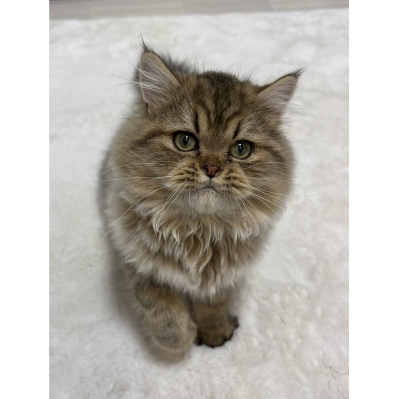 販売中の東京都のミヌエット-126328の5枚目