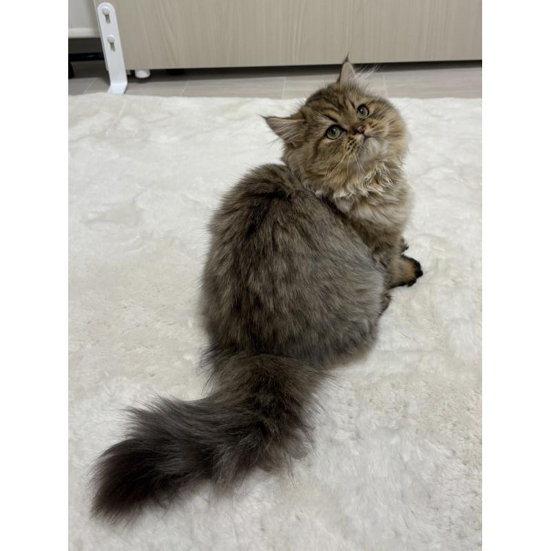 販売中の東京都のミヌエット-126328の3枚目