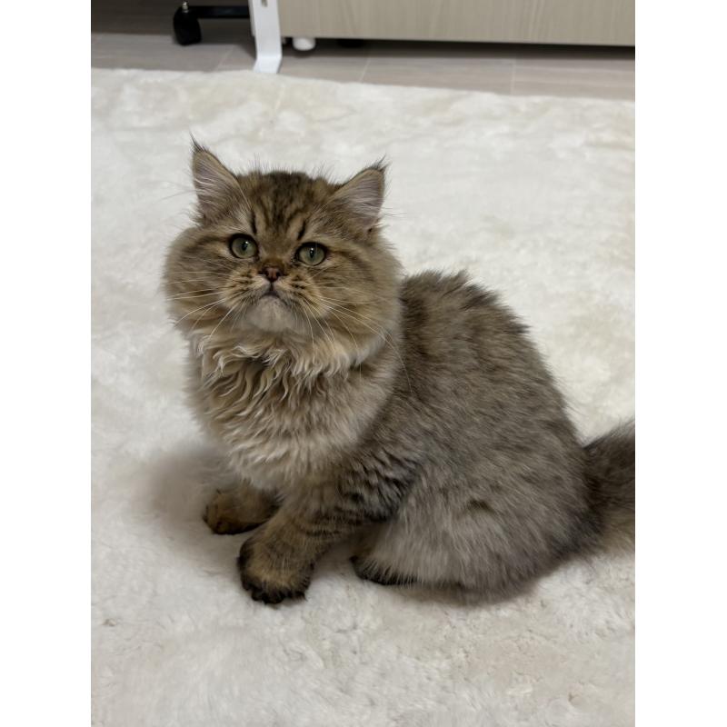 販売中の東京都のミヌエット-126328の2枚目