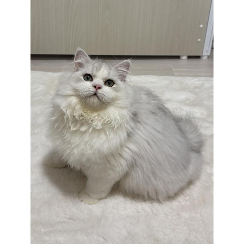 販売中の東京都のミヌエット-126332の6枚目