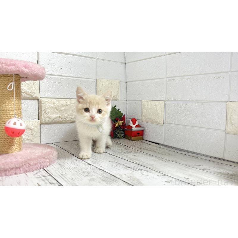 販売中の埼玉県のブリティッシュショートヘア-132787