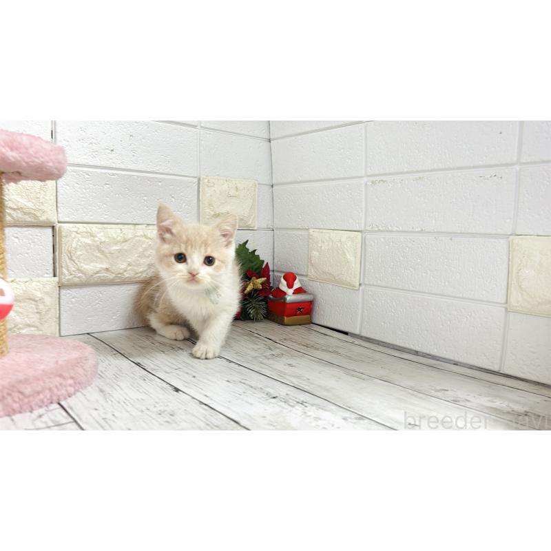 販売中の埼玉県のブリティッシュショートヘア-132787の15枚目