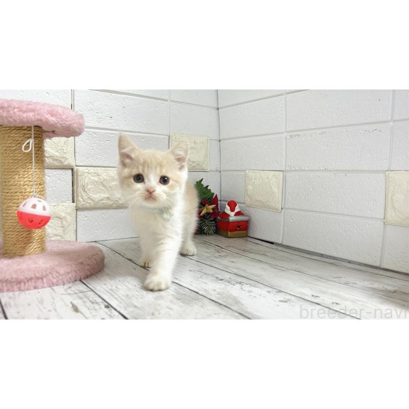 販売中の埼玉県のブリティッシュショートヘア-132787の14枚目