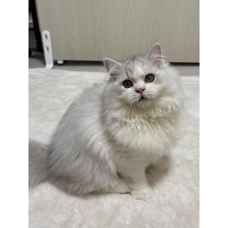 販売中の東京都のミヌエット-126332の5枚目