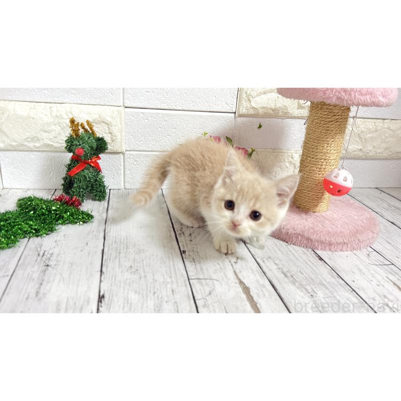 販売中の埼玉県のブリティッシュショートヘア-132787の13枚目