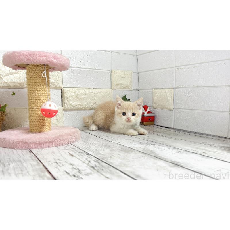 販売中の埼玉県のブリティッシュショートヘア-132787の12枚目