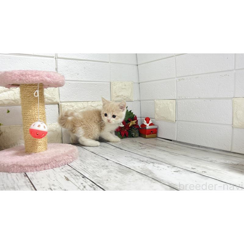 販売中の埼玉県のブリティッシュショートヘア-132787の11枚目