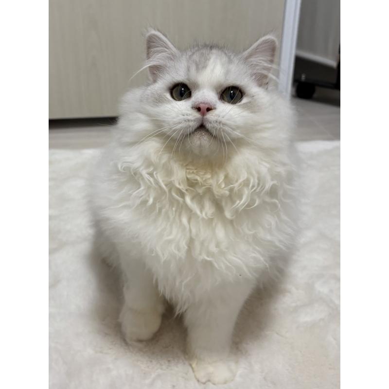 販売中の東京都のミヌエット-126332の4枚目