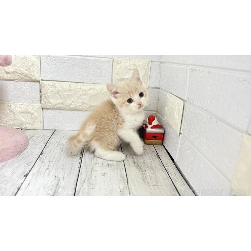 販売中の埼玉県のブリティッシュショートヘア-132787の10枚目