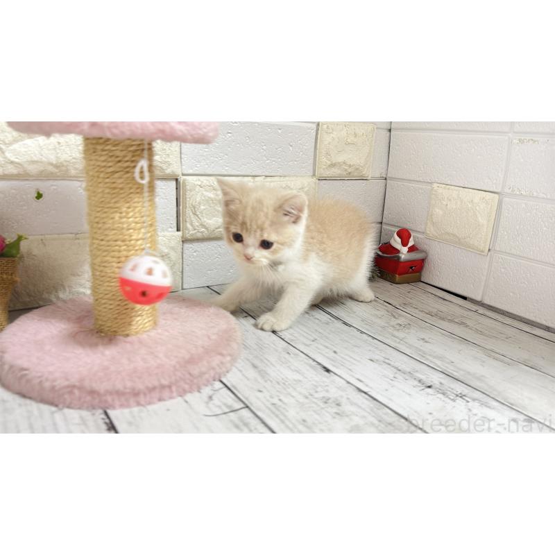 販売中の埼玉県のブリティッシュショートヘア-132787の9枚目