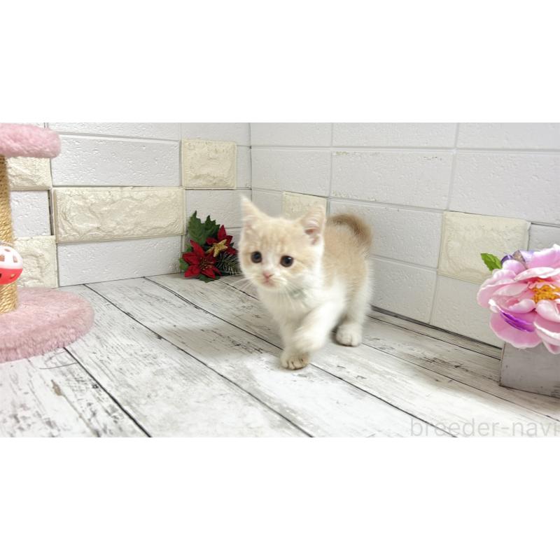 販売中の埼玉県のブリティッシュショートヘア-132787の8枚目