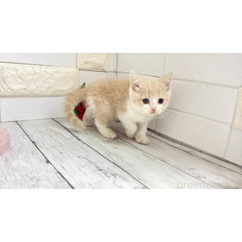 販売中の埼玉県のブリティッシュショートヘア-132787の7枚目