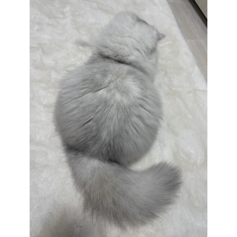 販売中の東京都のミヌエット-126332の3枚目