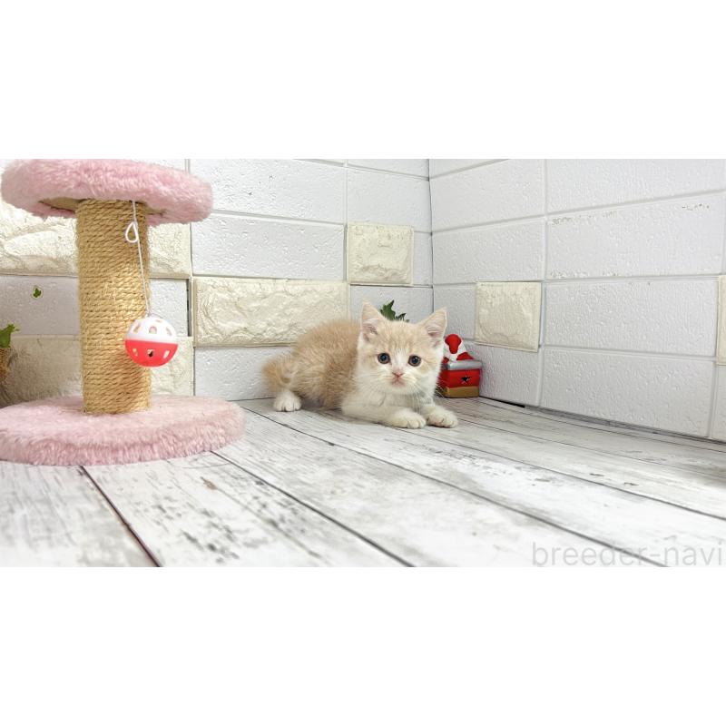 販売中の埼玉県のブリティッシュショートヘア-132787の6枚目