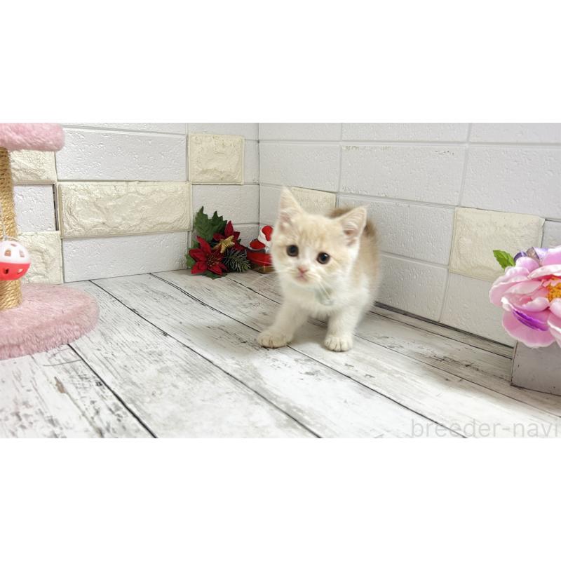 販売中の埼玉県のブリティッシュショートヘア-132787の5枚目