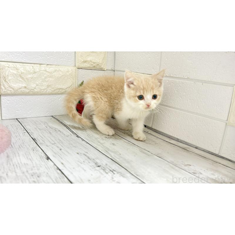 販売中の埼玉県のブリティッシュショートヘア-132787の4枚目