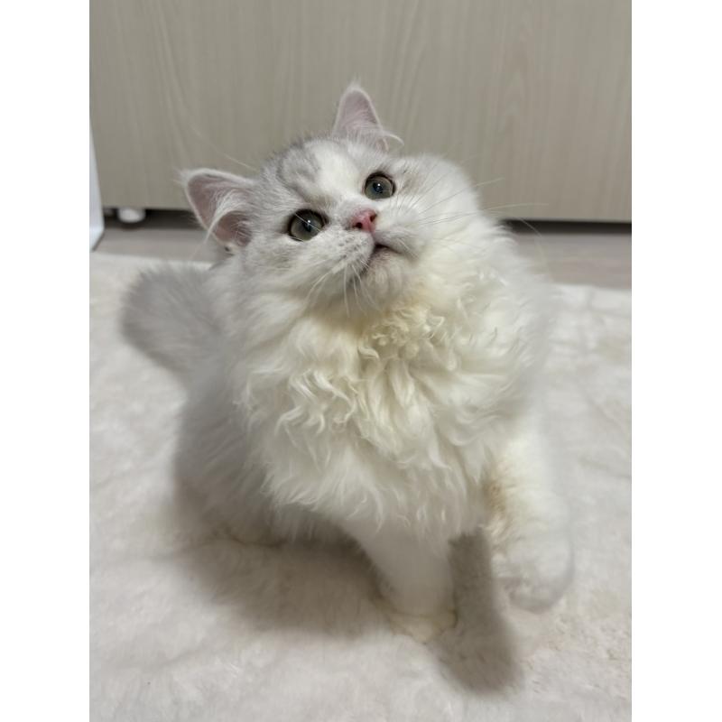 販売中の東京都のミヌエット-126332の2枚目