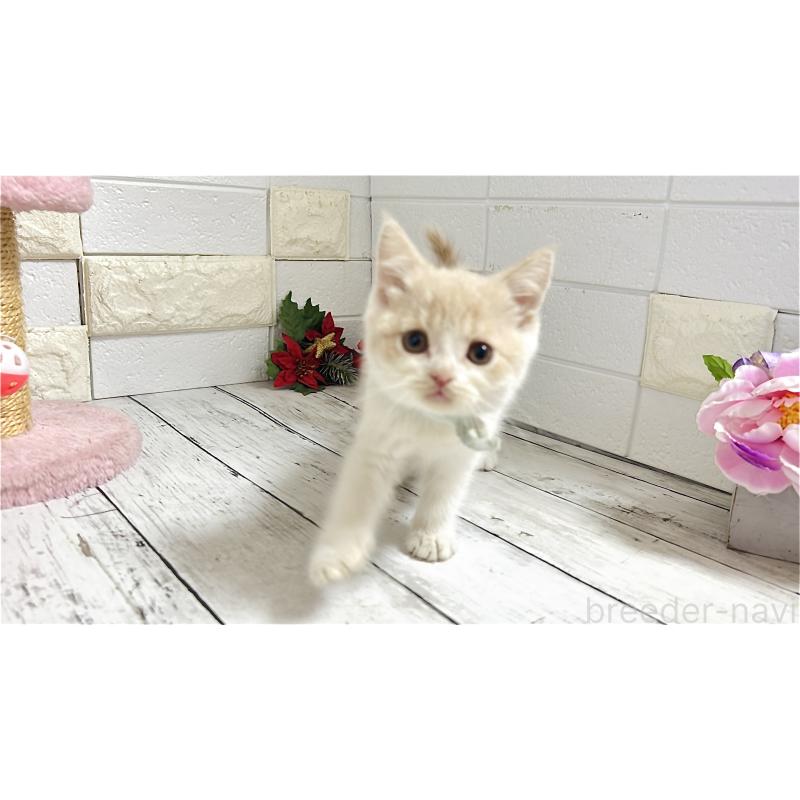 販売中の埼玉県のブリティッシュショートヘア-132787の3枚目