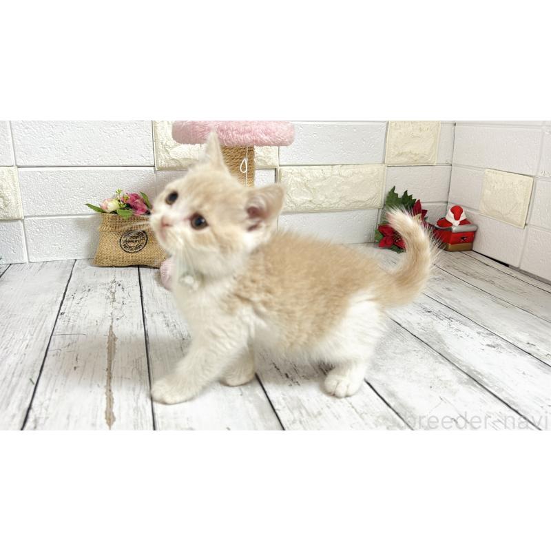 販売中の埼玉県のブリティッシュショートヘア-132787の2枚目