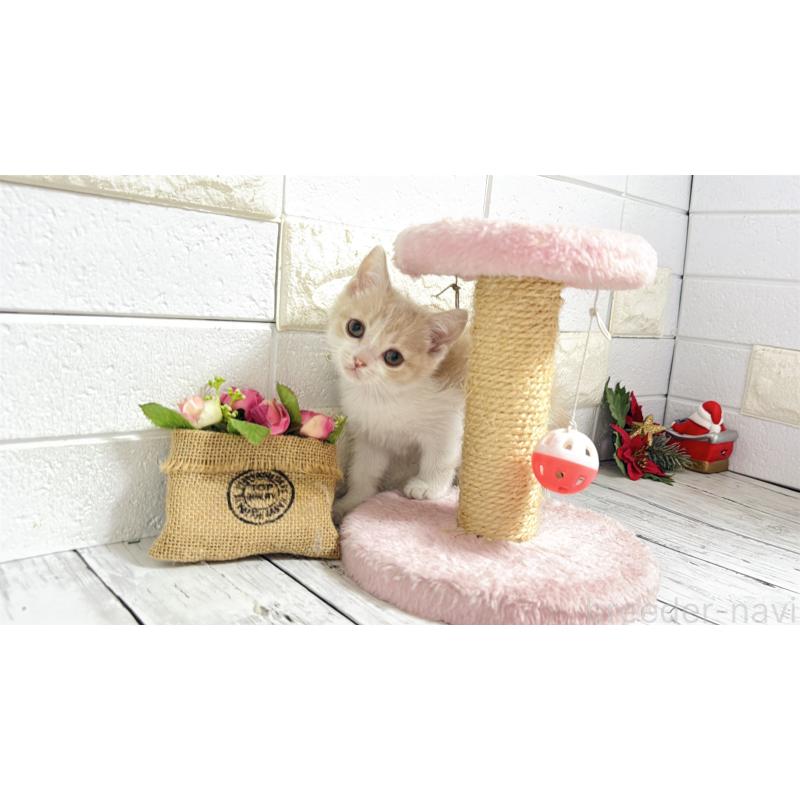 販売中の埼玉県のブリティッシュショートヘア-132789