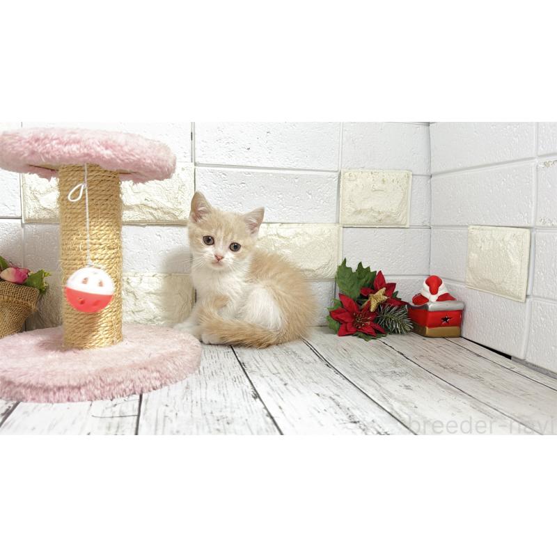 販売中の埼玉県のブリティッシュショートヘア-132789の10枚目