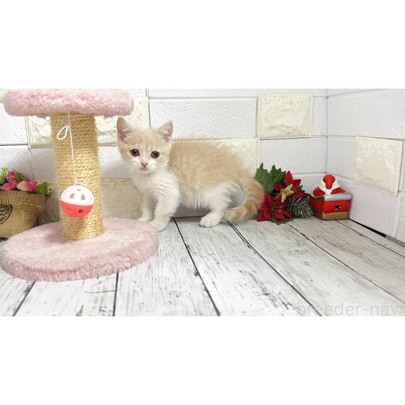 販売中の埼玉県のブリティッシュショートヘア-132789の9枚目