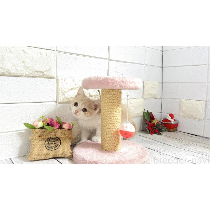 販売中の埼玉県のブリティッシュショートヘア-132789の8枚目