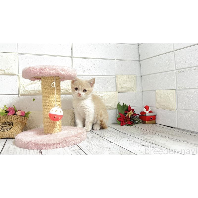 販売中の埼玉県のブリティッシュショートヘア-132789の7枚目