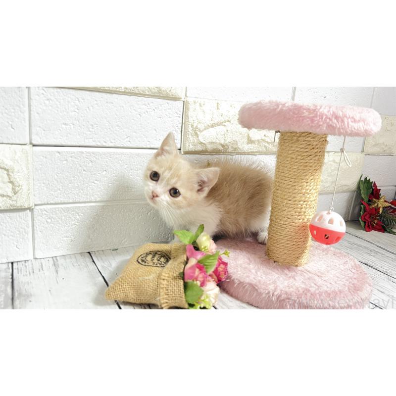 販売中の埼玉県のブリティッシュショートヘア-132789の6枚目