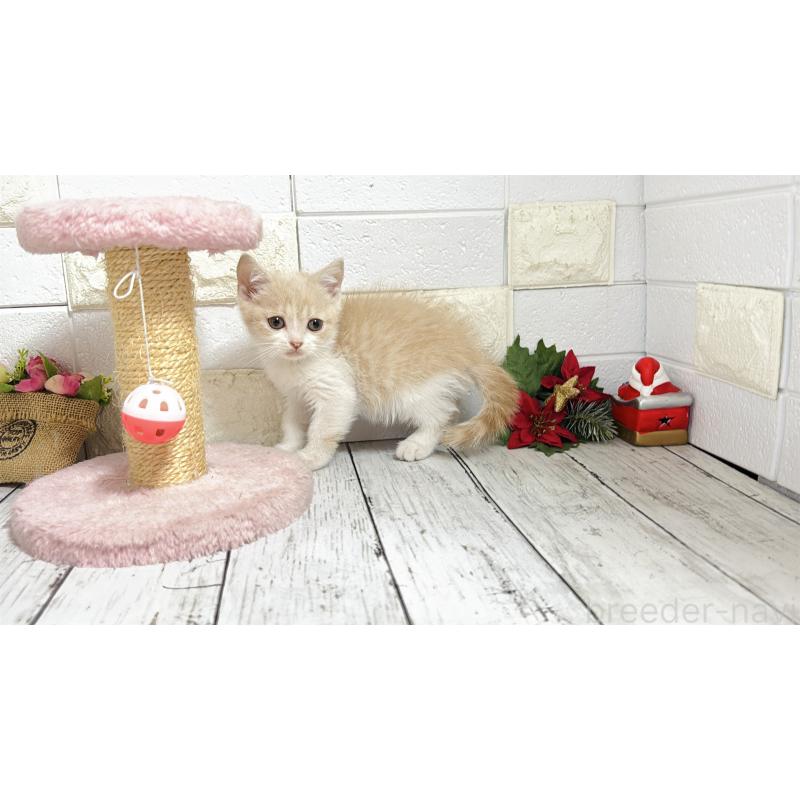 販売中の埼玉県のブリティッシュショートヘア-132789の5枚目