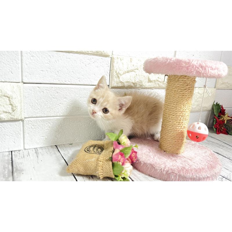 販売中の埼玉県のブリティッシュショートヘア-132789の4枚目