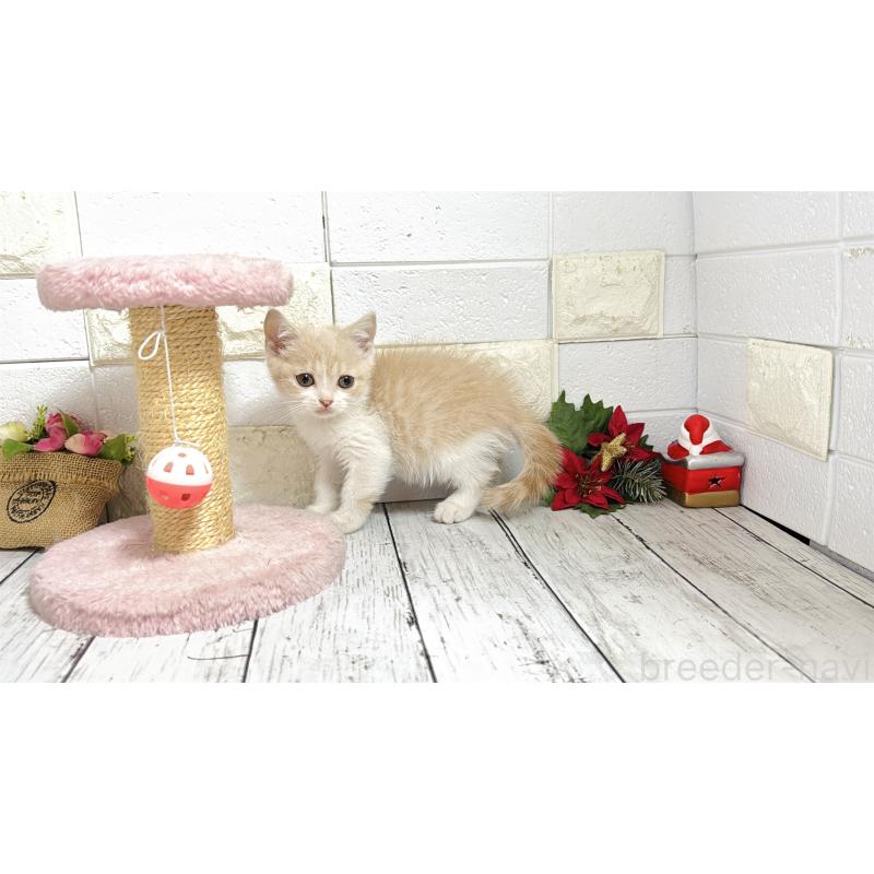 販売中の埼玉県のブリティッシュショートヘア-132789の3枚目